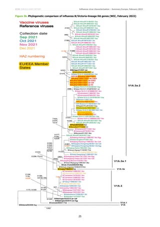 ECDC SURVEILLANCE REPORT Influenza virus characterisation – Summary Europe, February 2022
25
Figure 3b. Phylogenetic comparison of influenza B/Victoria-lineage HA genes (WIC, February 2022)
 