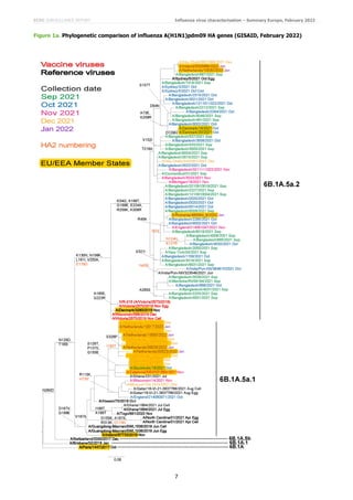 ECDC SURVEILLANCE REPORT Influenza virus characterisation – Summary Europe, February 2022
7
Figure 1a. Phylogenetic comparison of influenza A(H1N1)pdm09 HA genes (GISAID, February 2022)
 