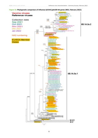 ECDC SURVEILLANCE REPORT Influenza virus characterisation – Summary Europe, February 2022
8
Figure 1b. Phylogenetic comparison of influenza A(H1N1)pdm09 HA genes (WIC, February 2022)
 