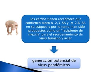 A H1N1 : P.I. : 2-7 días
Comienzo : agudo
Clínica
 