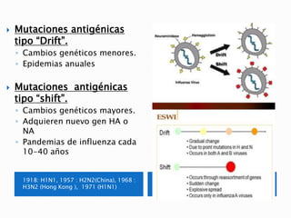  Mutaciones antigénicas
tipo “Drift”.
◦ Cambios genéticos menores.
◦ Epidemias anuales
 Mutaciones antigénicas
tipo “shi...