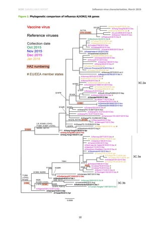 ECDC SURVEILLANCE REPORT Influenza virus characterisation, March 2016
10
Figure 2. Phylogenetic comparison of influenza A(H3N2) HA genes
 
