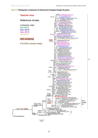 ECDC SURVEILLANCE REPORT Influenza virus characterisation, March 2016
15
Figure 4. Phylogenetic comparison of influenza B/Yamagata-lineage HA genes
 