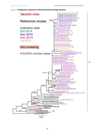 ECDC SURVEILLANCE REPORT Influenza virus characterisation, March 2016
13
Figure 3. Phylogenetic comparison of influenza B/Victoria-lineage HA genes
 