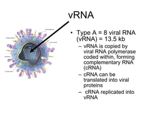vRNA Type A = 8 viral RNA (vRNA) = 13.5 kb vRNA is copied by viral RNA polymerase coded within, forming complementary RNA (cRNA) cRNA can be translated into viral proteins cRNA replicated into vRNA 