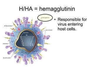 H/HA = hemagglutinin Responsible for virus entering host cells. 