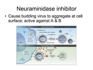 Neuraminidase inhibitor Cause budding virus to aggregate at cell surface; active against A & B 