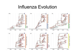 Influenza Evolution 