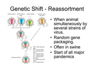 Genetic Shift - Reassortment When animal simultaneously by several strains of virus. Random gene packaging. Often in swine Start of all major pandemics 