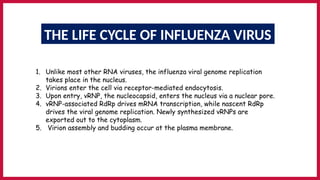 Comprehensive Overview of Influenza Virus Life Cycle: Entry ...