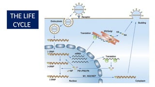 Comprehensive Overview of Influenza Virus Life Cycle: Entry ...