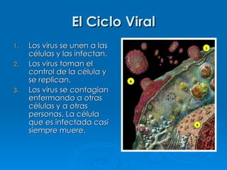 El Ciclo Viral Los virus se unen a las células y las infectan. Los virus toman el control de la célula y se replican. Los virus se contagian enfermando a otras células y a otras personas. La célula que es infectada casi siempre muere.  
