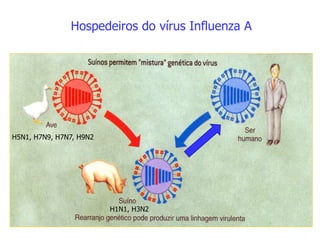 Hospedeiros do vírus Influenza A
H5N1, H7N9, H7N7, H9N2
H1N1, H3N2
 