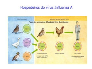 Hospedeiros do vírus Influenza A
 