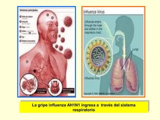 La gripe influenza AH1N1 ingresa a través del sistema
La gripe influenza AH1N1 ingresa a través del sistema
respiratorio
respiratorio

 