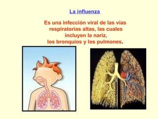 La influenza
Es una infección viral de las vías
respiratorias altas, las cuales
incluyen la nariz,
los bronquios y los pulmones.

 
