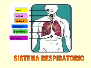 nariz
nariz
laringe
laringe
tráquea
tráquea
bronquios
bronquios
pulmones
pulmones
diafragma
diafragma

 