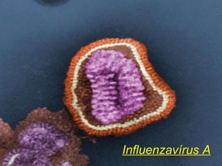 Influenzavírus A 