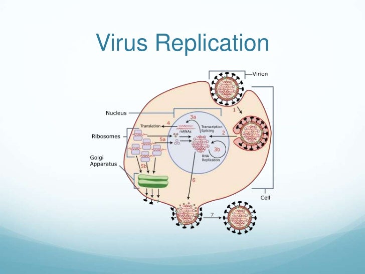 influenza a h1n1 virus 3 728