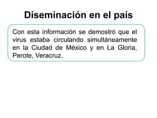 Diseminación en el país 
Con esta información se demostró que el 
virus estaba circulando simultáneamente 
en la Ciudad de México y en La Gloria, 
Perote, Veracruz. 
 