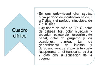 • Es una enfermedad viral aguda, 
cuyo período de incubación es de 1 
a 7 días y el período infeccioso, de 
7 a 10 días. 
• Hay fiebre de más de 38° C, dolor 
de cabeza, tos, dolor muscular y 
articular, cansancio, escurrimiento 
nasal, dolor de garganta y, en 
ocasiones, diarrea. La tos 
generalmente es intensa y 
duradera, aunque el paciente suele 
recuperarse en el transcurso de 2 a 
7 días con la aplicación de la 
vacuna. 
Cuadro 
clínico 
 