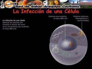 La Infección de una Célula 