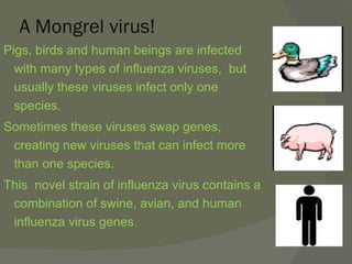 A Mongrel virus! Pigs, birds and human beings are infected with many types of influenza viruses,  but usually these viruses infect only one species.  Sometimes these viruses swap genes, creating new viruses that can infect more than one species. This  novel strain of influenza virus contains a combination of swine, avian, and human influenza virus genes.  