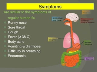 Are similar to the symptoms of regular human flu Runny nose Sore throat Cough Fever (≥ 38 C) Body ache Vomiting & diarrhoea Difficulty in breathing Pneumonia Symptoms 