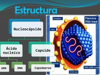 Virus: Papiloma Humano, VIH y AH1N1 | PPTX