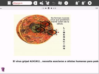 Influenza A(N1 H1)--¿qué es un virus?