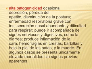    alta patogenicidad ocasiona
    depresión, pérdida del
    apetito, disminución de la postura;
    enfermedad respiratoria grave con
    tos, secreción nasal abundante y dificultad
    para respirar; puede ir acompañada de
    signos nerviosos y digestivos, como la
    diarrea; produce inflamación de la
    cara, hemorragias en crestas, barbillas y
    bajo la piel de las patas, y la muerte. En
    algunos casos se presenta únicamente
    elevada mortalidad sin signos previos
    aparentes
 