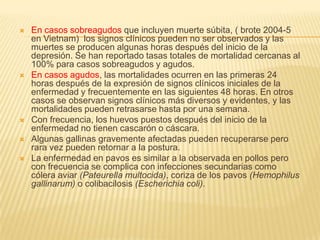    En casos sobreagudos que incluyen muerte súbita, ( brote 2004-5
    en Vietnam) los signos clínicos pueden no ser observados y las
    muertes se producen algunas horas después del inicio de la
    depresión. Se han reportado tasas totales de mortalidad cercanas al
    100% para casos sobreagudos y agudos.
   En casos agudos, las mortalidades ocurren en las primeras 24
    horas después de la expresión de signos clínicos iniciales de la
    enfermedad y frecuentemente en las siguientes 48 horas. En otros
    casos se observan signos clínicos más diversos y evidentes, y las
    mortalidades pueden retrasarse hasta por una semana.
   Con frecuencia, los huevos puestos después del inicio de la
    enfermedad no tienen cascarón o cáscara.
   Algunas gallinas gravemente afectadas pueden recuperarse pero
    rara vez pueden retornar a la postura.
   La enfermedad en pavos es similar a la observada en pollos pero
    con frecuencia se complica con infecciones secundarias como
    cólera aviar (Pateurella multocida), coriza de los pavos (Hemophilus
    gallinarum) o colibacilosis (Escherichia coli).
 