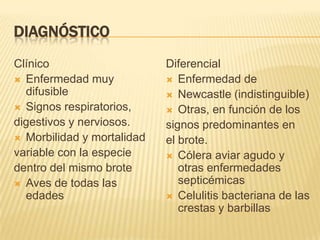 DIAGNÓSTICO
Clínico                     Diferencial
 Enfermedad muy             Enfermedad de
  difusible                  Newcastle (indistinguible)
 Signos respiratorios,      Otras, en función de los
digestivos y nerviosos.     signos predominantes en
 Morbilidad y mortalidad   el brote.
variable con la especie      Cólera aviar agudo y
dentro del mismo brote         otras enfermedades
 Aves de todas las            septicémicas
  edades                     Celulitis bacteriana de las
                               crestas y barbillas
 