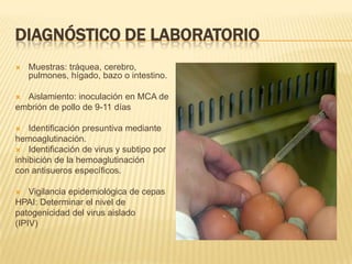 DIAGNÓSTICO DE LABORATORIO
   Muestras: tráquea, cerebro,
    pulmones, hígado, bazo o intestino.

 Aislamiento: inoculación en MCA de
embrión de pollo de 9-11 días

   Identificación presuntiva mediante
hemoaglutinación.
 Identificación de virus y subtipo por
inhibición de la hemoaglutinación
con antisueros específicos.

   Vigilancia epidemiológica de cepas
HPAI: Determinar el nivel de
patogenicidad del virus aislado
(IPIV)
 