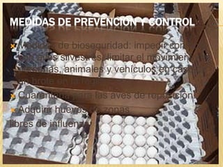 MEDIDAS DE PREVENCIÓN Y CONTROL

  Medidas de bioseguridad: impedir contacto
   con aves silvestres, limitar el movimiento de
   personas, animales y vehículos en caso de
   un brote en la región.
 Cuarentena para las aves de reposición.

 Adquirir huevos de zonas

libres de influenza
 