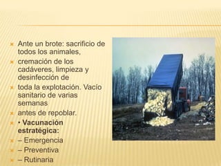   Ante un brote: sacrificio de
    todos los animales,
   cremación de los
    cadáveres, limpieza y
    desinfección de
   toda la explotación. Vacío
    sanitario de varias
    semanas
   antes de repoblar.
   • Vacunación
    estratégica:
   – Emergencia
   – Preventiva
   – Rutinaria
 