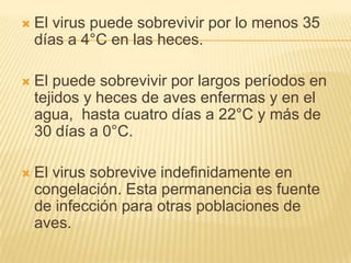    El virus puede sobrevivir por lo menos 35
    días a 4°C en las heces.

   El puede sobrevivir por largos períodos en
    tejidos y heces de aves enfermas y en el
    agua, hasta cuatro días a 22°C y más de
    30 días a 0°C.

   El virus sobrevive indefinidamente en
    congelación. Esta permanencia es fuente
    de infección para otras poblaciones de
    aves.
 