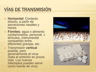 VÍAS DE TRANSMISIÓN
   Horizontal: Contacto
    directo, a partir de
    secreciones nasales y
    heces.
   Fómites: agua o alimento
    contaminados, personal, v
    ehículos, instrumental
    compartido entre
    diferentes granjas, etc.
   Transmisión vertical
    posible, pero
    generalmente el virus
    mata al embrión en pocos
    días. Los huevos
    infectados pueden servir
    como fuente de virus.
 