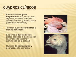 CUADROS CLÍNICOS
   Predominio de signos
    respiratorios: tos, estornudos,
    lagrimeo, sinusitis, cianosis
    cabeza y cresta, y edema facial
    (periorbital y barbillas).

   También puede haber diarrea y
    signos nerviosos.

   En pavas la puesta cae en
    picado asociada a pigmentación
    anormal de la cáscara y
    disminución de la calidad.

   Cuadros de hemorragias y
    necrosis en la necropsia
 