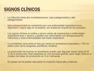 SIGNOS CLÍNICOS
   La infección tiene dos manifestaciones: baja patogenicidad y alta
    patogenicidad.

   baja patogenicidad se caracteriza por una enfermedad respiratoria leve,
    depresión y ligera baja en la postura, sin ocasionar muerte de los animales.

   Los signos clínicos en pollos y pavos varían de inaparentes a enfermedad
    respiratoria leve o severa y pueden ser confundidos con laringotraqueítis
    infecciosa y otras enfermedades del tracto respiratorio.

   La mortalidad varía entre el tres por ciento en ponedoras enjauladas y 15% en
    pollos para carne (engorda, parrilleros, broilers).

   La producción de huevos en ponedoras puede caer algunas veces hasta el 45
    % de la producción total esperada en una parvada grande, para luego retornar a
    niveles normales de producción en 2 a 4 semanas.

   En brotes se ha podido demostrar la mutación hacia alta virulencia.
 