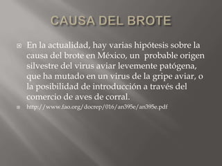    En la actualidad, hay varias hipótesis sobre la
    causa del brote en México, un probable origen
    silvestre del virus aviar levemente patógena,
    que ha mutado en un virus de la gripe aviar, o
    la posibilidad de introducción a través del
    comercio de aves de corral.
   http://www.fao.org/docrep/016/an395e/an395e.pdf
 