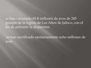 se han vacunado 65.8 millones de aves de 245
granjas de la región de Los Altos de Jalisco, con el
fin de prevenir la dispersión

se han sacrificado sanitariamente ocho millones de
aves
 