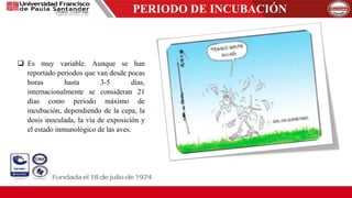 PERIODO DE INCUBACIÓN
 Es muy variable. Aunque se han
reportado periodos que van desde pocas
horas hasta 3-5 días,
internacionalmente se consideran 21
días como periodo máximo de
incubación, dependiendo de la cepa, la
dosis inoculada, la vía de exposición y
el estado inmunológico de las aves.
 
