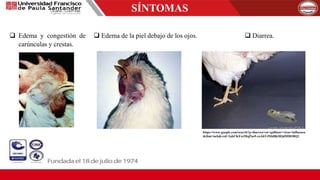 SÍNTOMAS
 Edema y congestión de
carúnculas y crestas.
 Edema de la piel debajo de los ojos.  Diarrea.
https://www.google.com/search?q=diarrea+en+gallinas+virus+influenza
&tbm=isch&ved=2ahUKEwiMqPus9-roAhVJMd8KHQdMDO0Q2
 