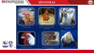 SÍNTOMAS
https://www.slideshare.net/douglassiguenza/influenza-aviar-73778122
 
