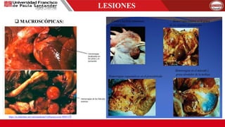 LESIONES
 MACROSCÓPICAS:
https://es.slideshare.net/valeriaandrade5/influenza-aviar-46841525
 
