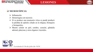 LESIONES
 MICROSCÓPICAS:
 Inflamación.
 Hemorragias con necrosis.
 Si se produce una neumonía vírica se puede producir
la pérdida de epitelio ciliado en la tráquea, bronquios
y bronquiolos.
 Muerte celular en piel, cerebro, corazón, glándula
adrenal, páncreas y otros órganos viscerales.
 