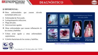  DIFERENCIAL:
 Otras enfermedades que causan elevada
mortalidad súbita son:
 Enfermedad de Newcastle.
 Laringotraqueitis infecciosa.
 Plaga del pato.
 Intoxicaciones agudas.
 Otras enfermedades que causan inflamación de
las crestas y barbillas
 Cólera aviar agudo y otras enfermedades
septicémicas.
 Celulitis bacteriana de las crestas y barbillas.
DIAGNÓSTICO
https://www.slideshare.net/douglassiguenza/influenza-aviar-73778122
 