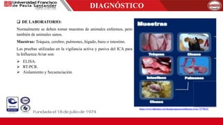  DE LABORATORIO:
Normalmente se deben tomar muestras de animales enfermos, pero
también de animales sanos.
Muestras: Tráquea, cerebro, pulmones, hígado, bazo o intestino.
Las pruebas utilizadas en la vigilancia activa y pasiva del ICA para
la Influenza Aviar son:
 ELISA.
 RT-PCR.
 Aislamiento y Secuenciación.
DIAGNÓSTICO
https://www.slideshare.net/douglassiguenza/influenza-aviar-73778122
 