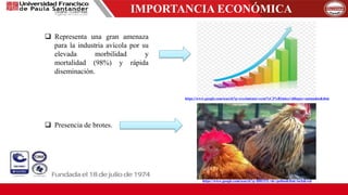 IMPORTANCIA ECONÓMICA
 Representa una gran amenaza
para la industria avícola por su
elevada morbilidad y
mortalidad (98%) y rápida
diseminación.
 Presencia de brotes.
https://www.google.com/search?q=crecimiento+econ%C3%B3mico+dibujos+animados&tbm
https://www.google.com/search?q=BROTE+de+pollos&tbm=isch&ved
 